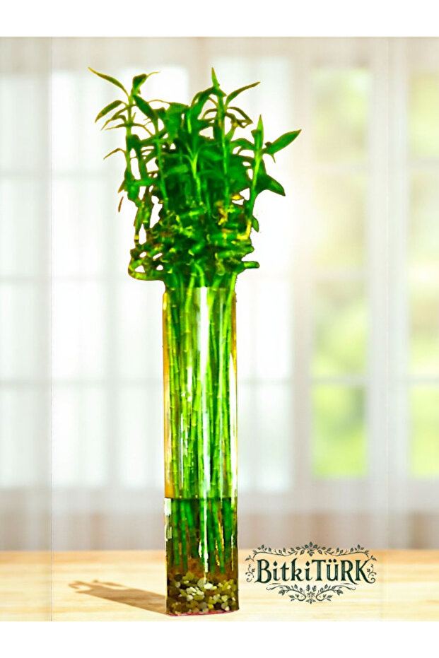 3 Adet 100 cm İthal Şans Bambu - 3