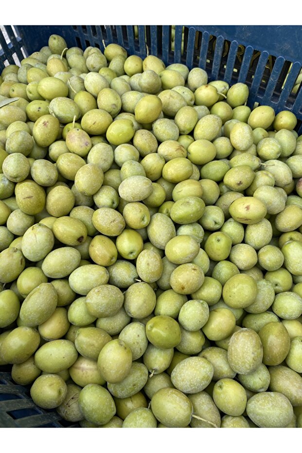 Sarı Ulak Yeşil Zeytin Net 10 kg - 3