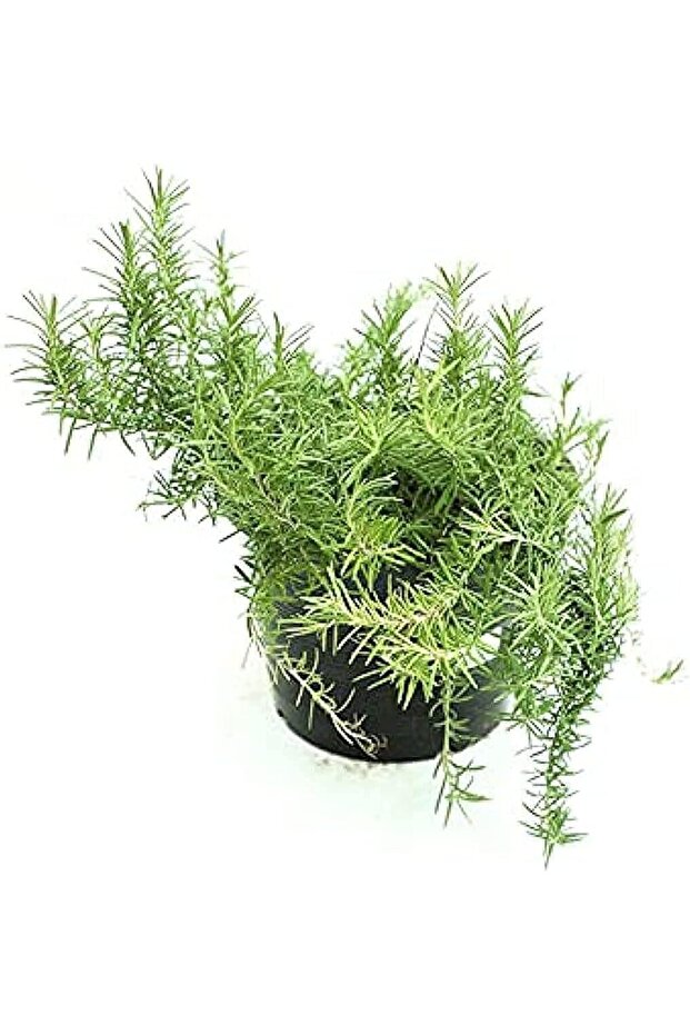 Dubai Garden Centre Pot Rosemary Plant with Medium Pot, Green