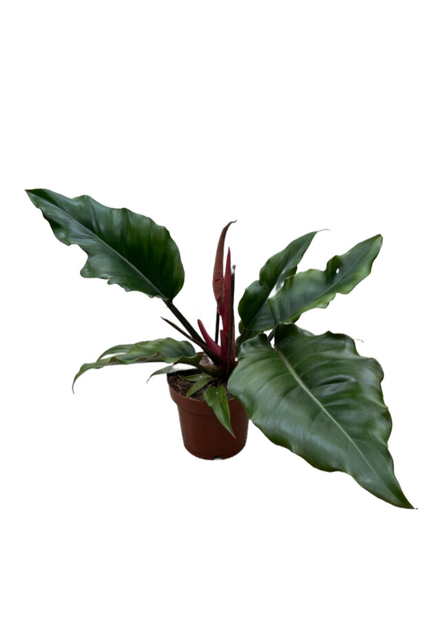 Philodendron 'Caramel'