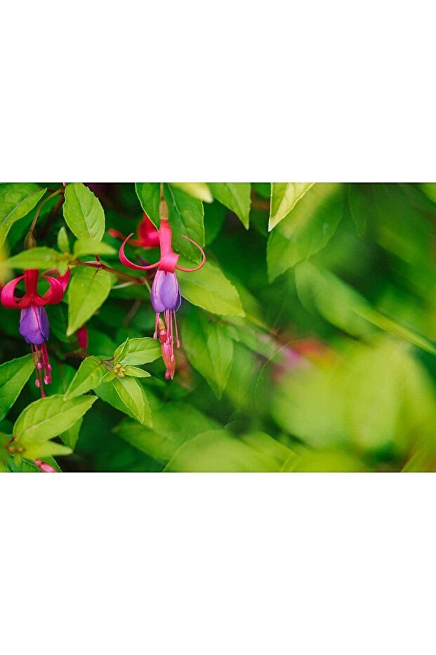 Filter 77mm Half Stretch FF039 - 6