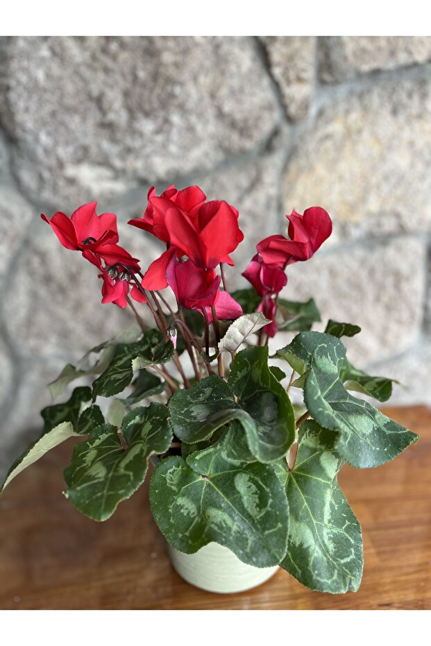 Saksıda siklamen - 2