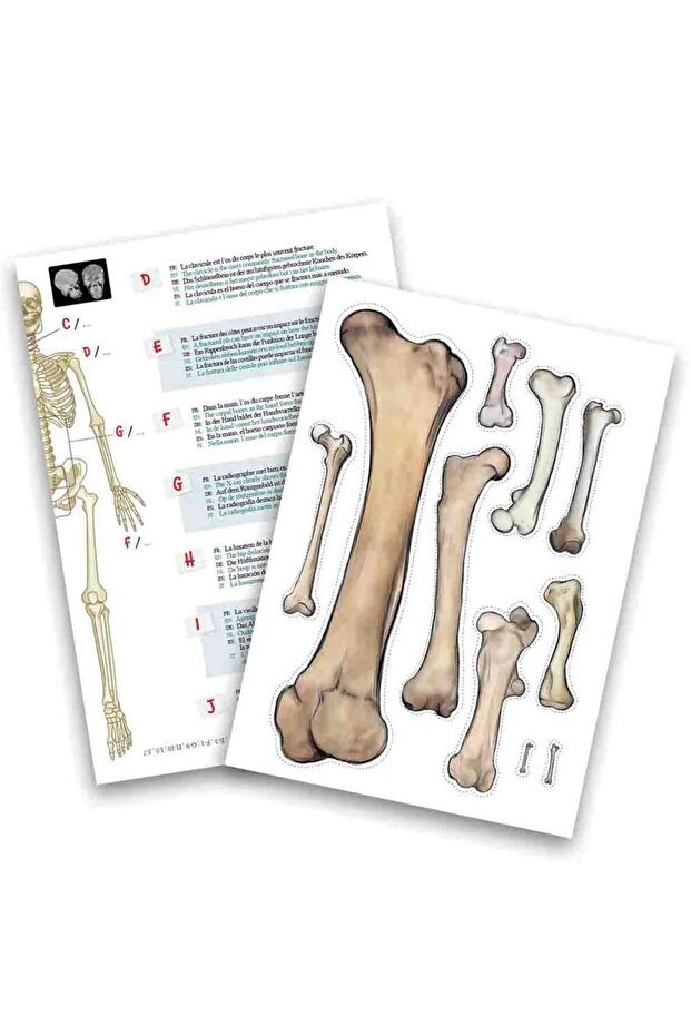 هيكل عظمي 45 سم - 5