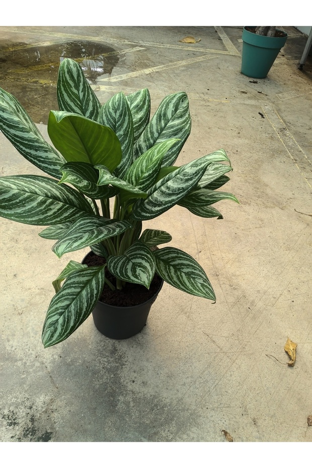 Aglanemo 80 cm