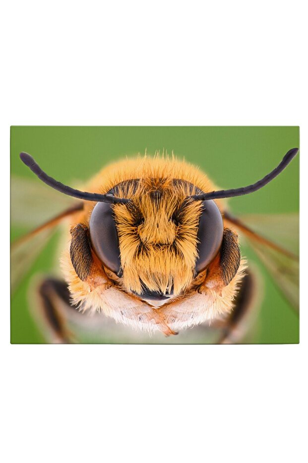 Macro bee head painting, code 1905 - 2