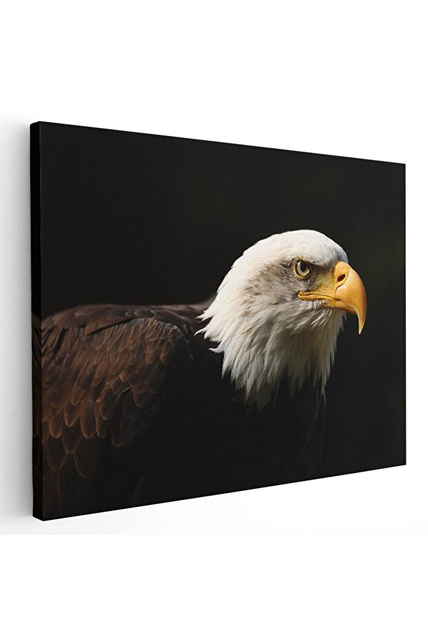 White-headed eagle painting, eagles, code 3099 - 1