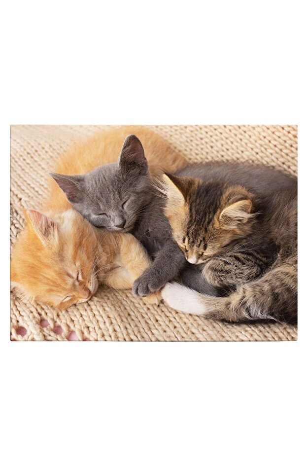 Painting 3 sleeping kittens, code 3072 - 2