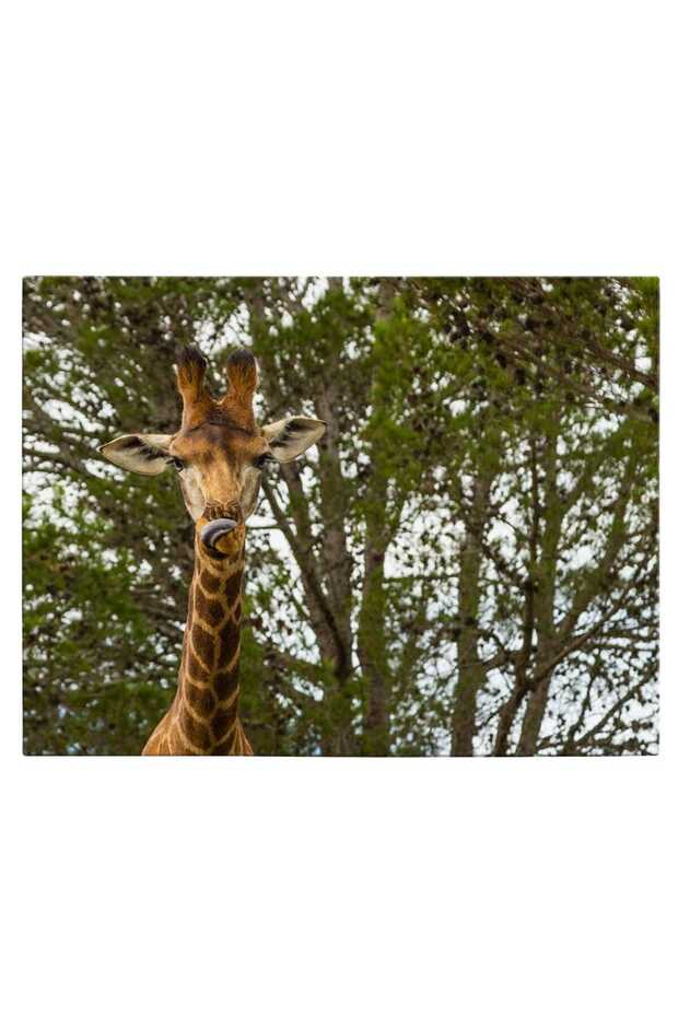Tablou cap girafa, cod 3229 - 2