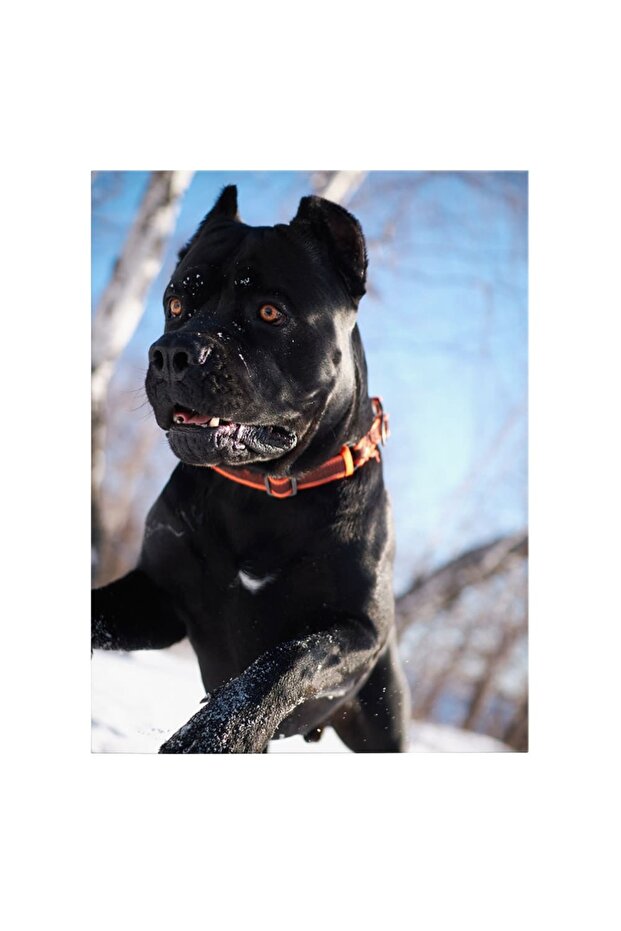 Tablou caine Cane Corso, cod 4162 - 2