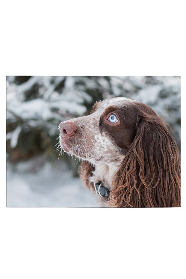Tablou caine Cocker Spaniel, cod 4181 - 2