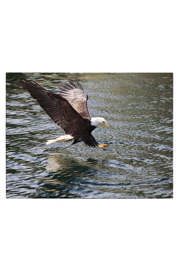 Bald eagle painting in flight, code 3098 - 2