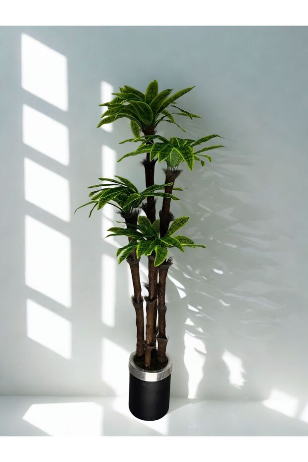 4'lü YUKA AĞACI - 1