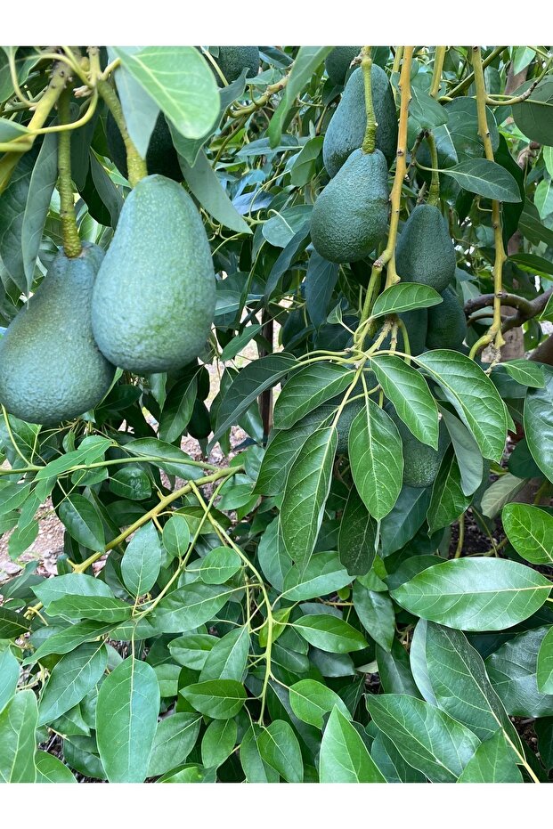 Mini Avokado 1kg - 3