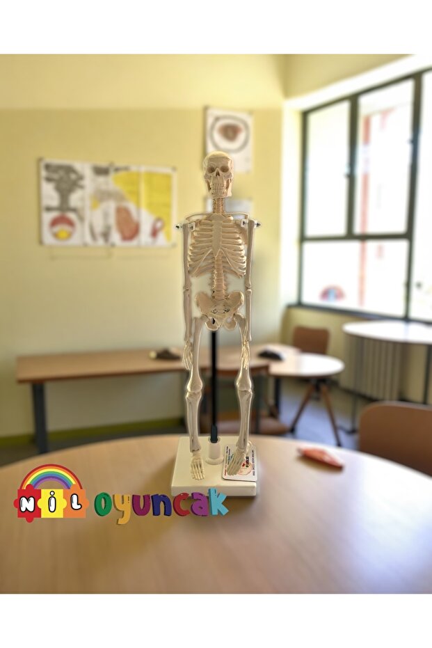 نموذج هيكل عظمي بشري مقاس 46 سم - 1