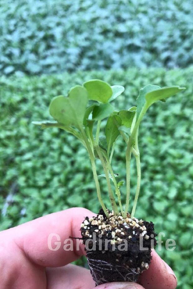 Tere Fidesi 10 Adet - 7