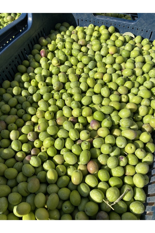 Yeşil Gemlik ( Ham Zeytin ) Net 10 Kg - 4