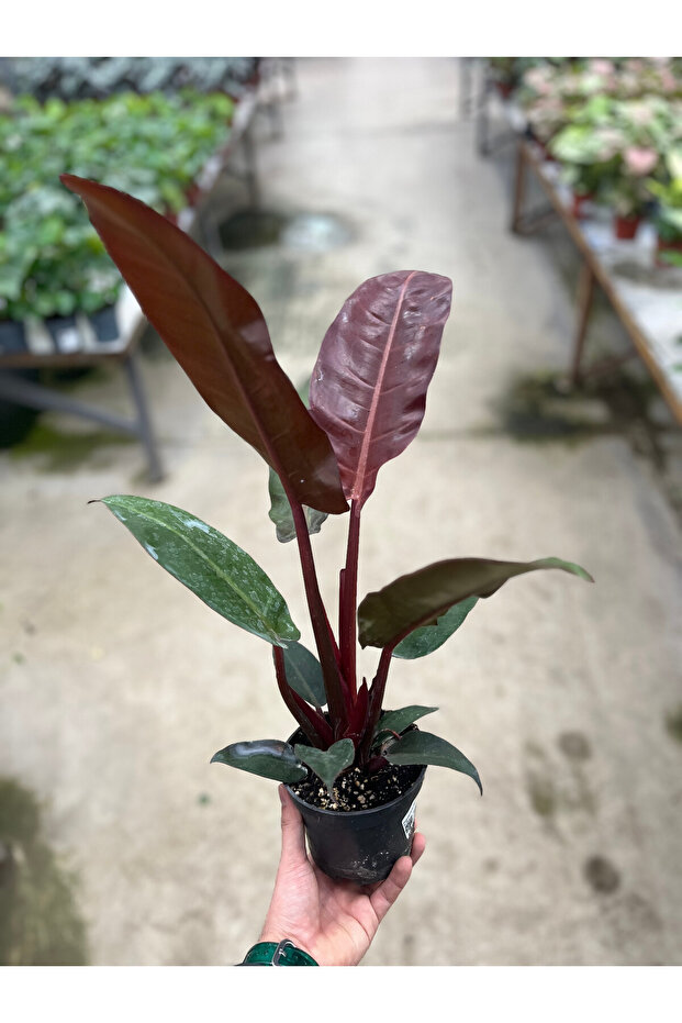Philodendron 'Red Sun' - 3