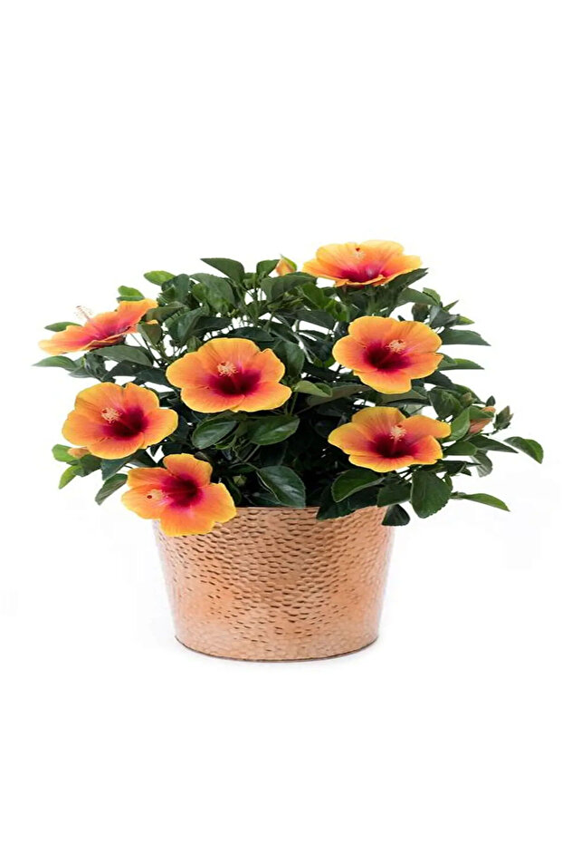 Amestec de hibiscus, înălțime 40 cm