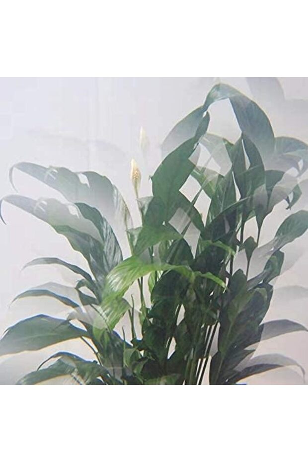 77mm Variable Prism Filter FF015 - 3