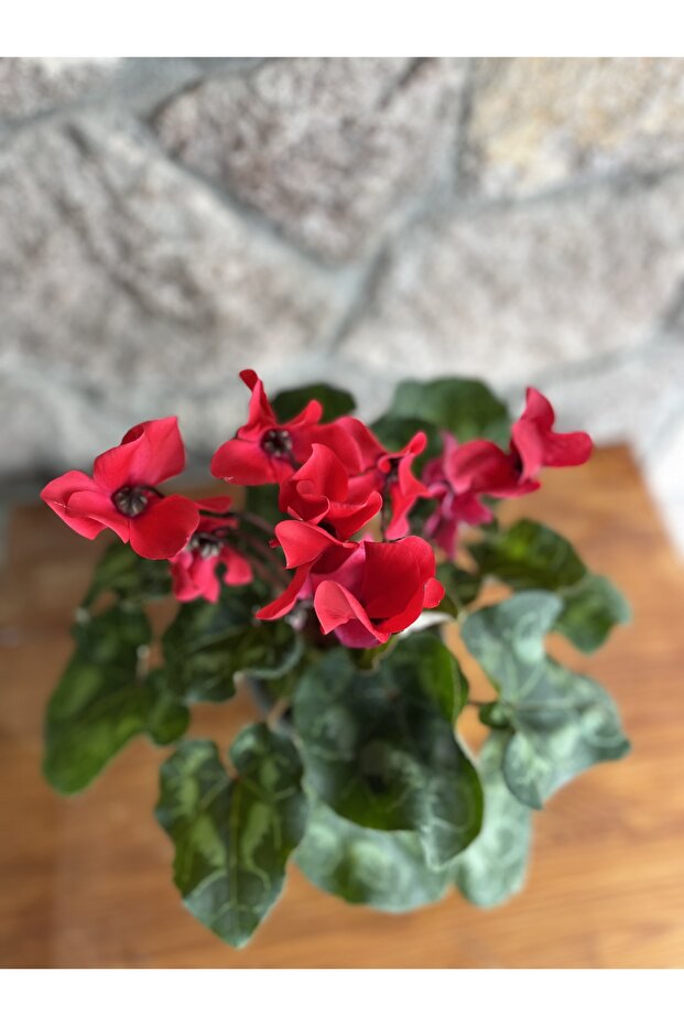 Saksıda siklamen - 1