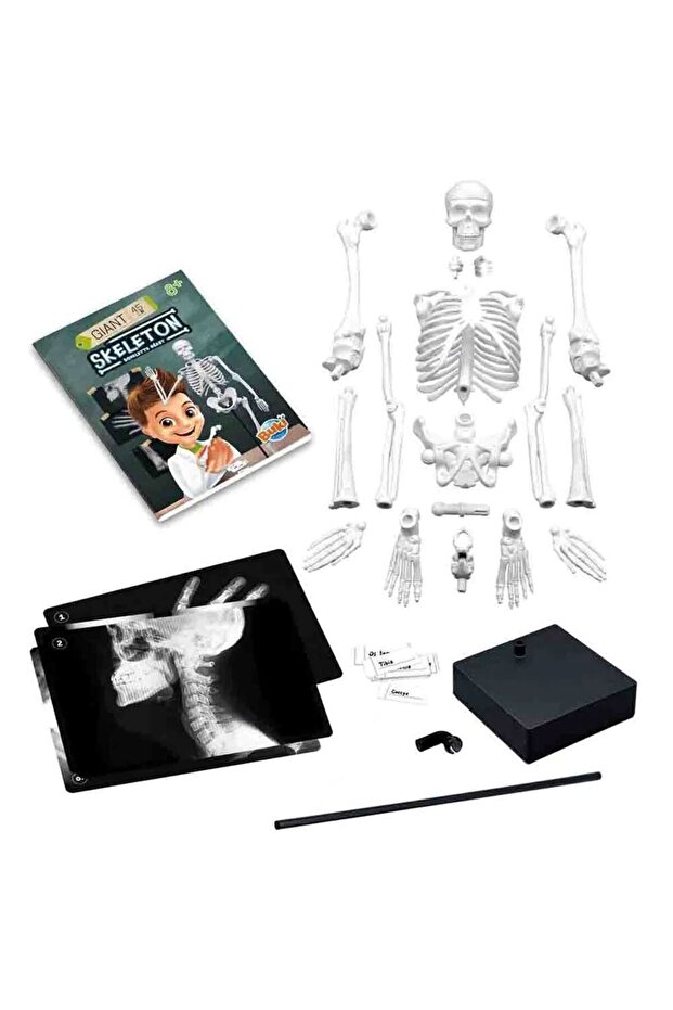 هيكل عظمي 45 سم - 8