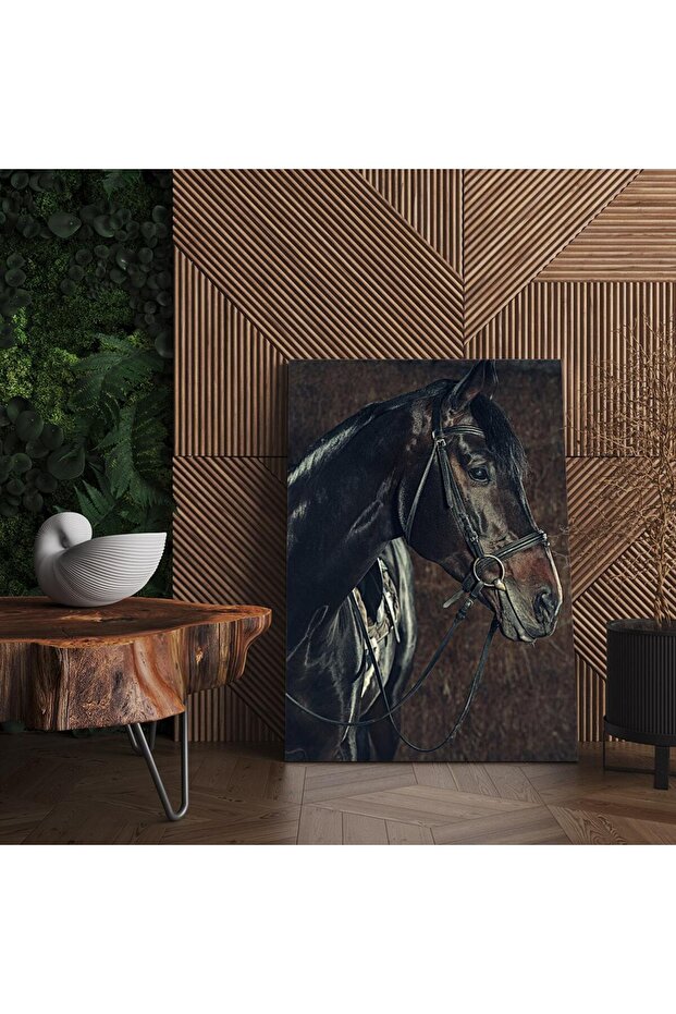 cal negru, cod 3053 - 5