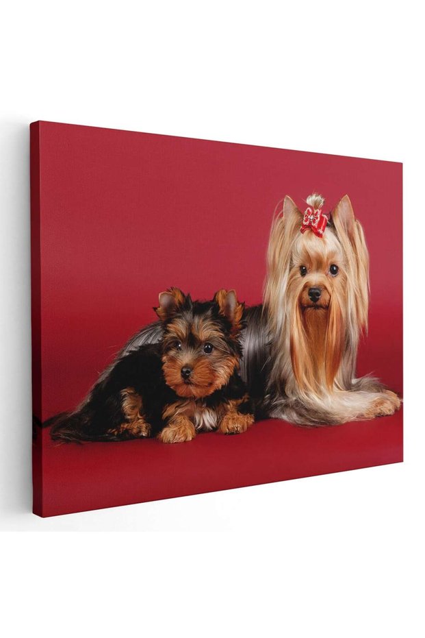 Tablou caini Yorkshire Terrier, cod 4185
