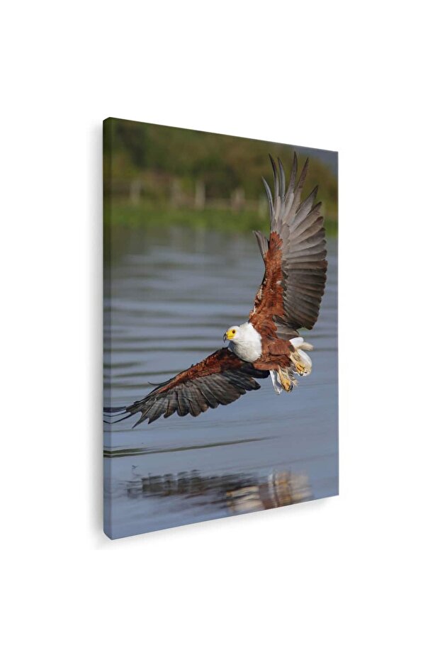 African fish eagle painting, code 5224 - 1
