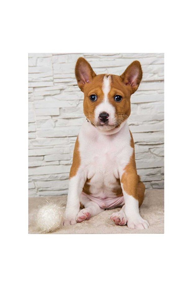 Basenji dog painting, code 4159 - 2