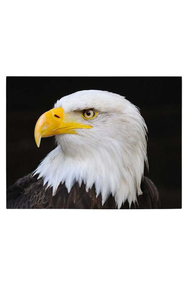 Bald eagle painting, code 3094 - 2