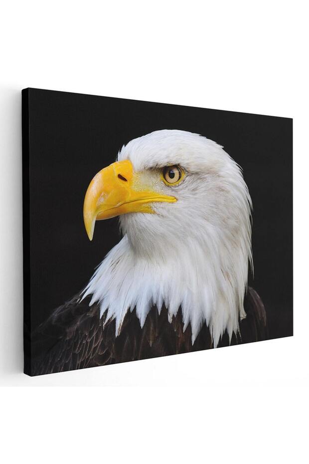 Bald eagle painting, code 3094 - 1