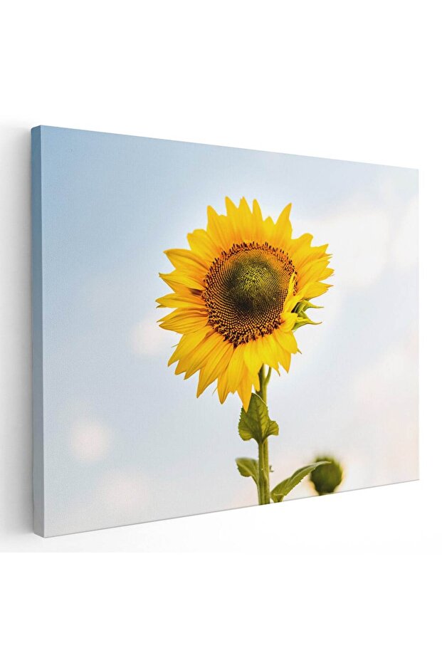 Sunflower painting, code 2649 - 1