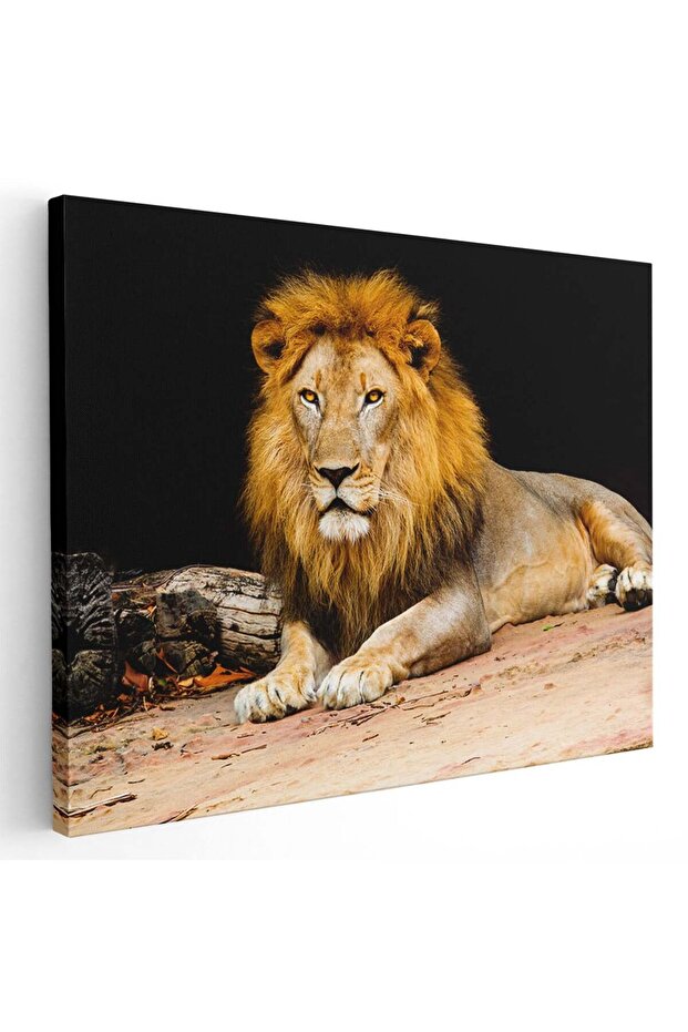 Resting lion painting, code 3248 - 1