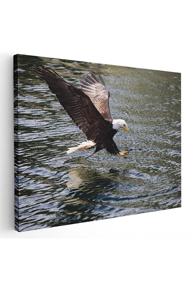 Bald eagle painting in flight, code 3098 - 1