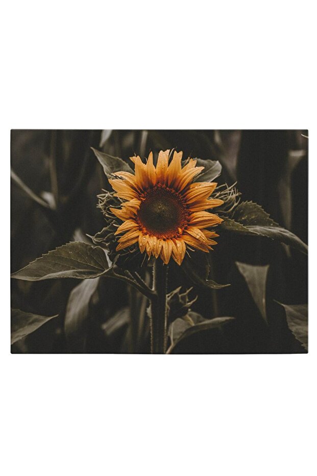 Sunflower painting, code 2618 - 2