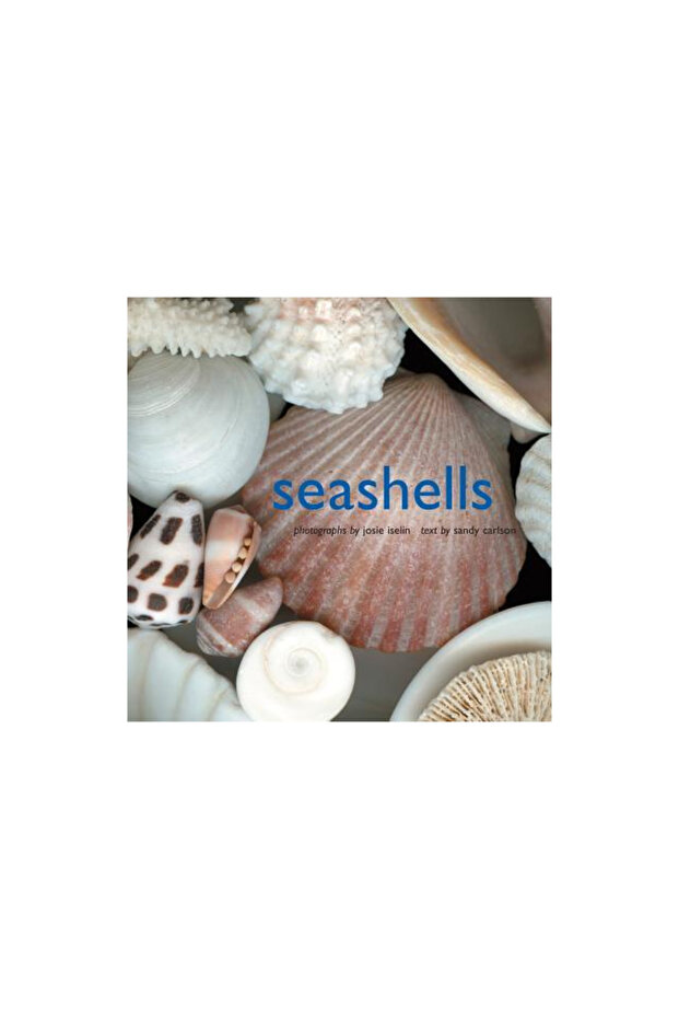 Seashells - 1