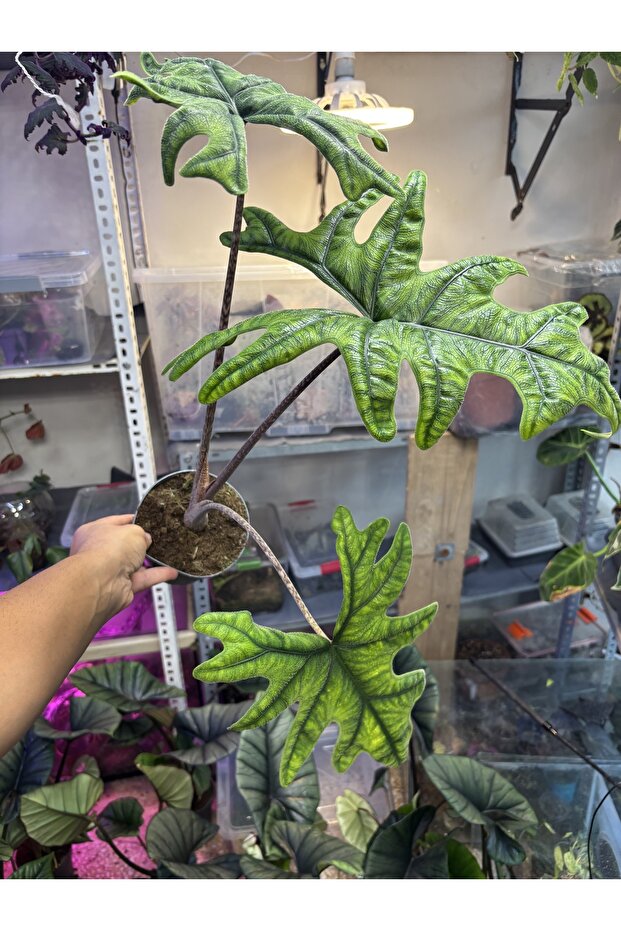 Alocasia jacklyn - 1