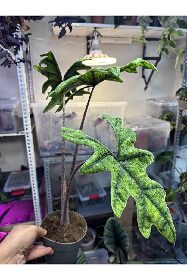 Alocasia jacklyn - 2