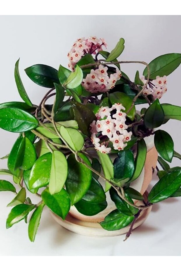 Hoya Mum Çiçeği - 1