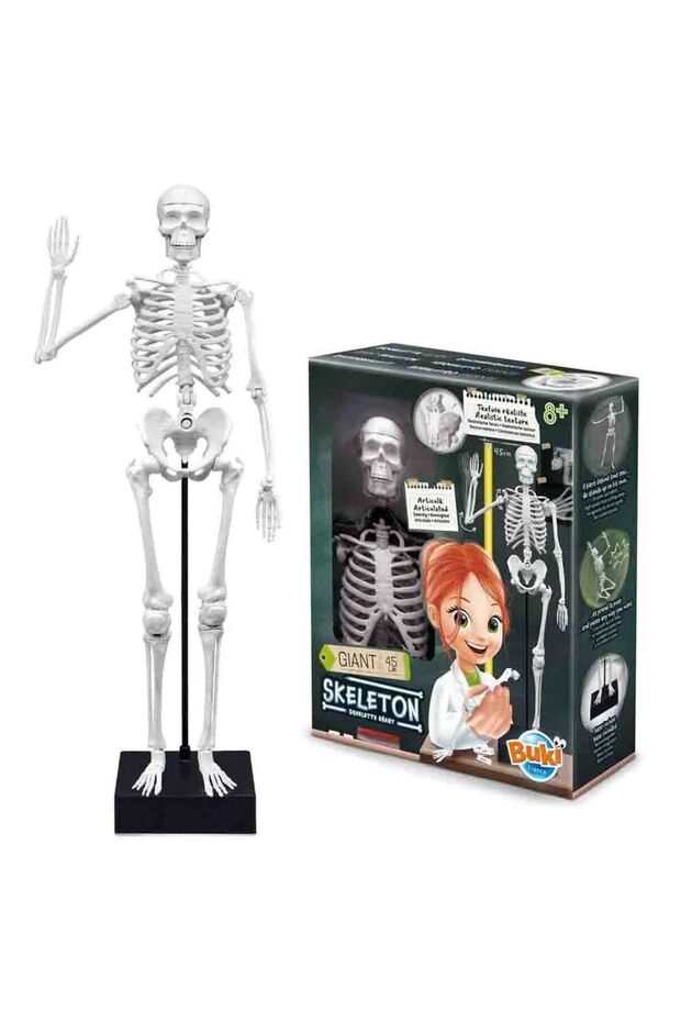 هيكل عظمي 45 سم - 2