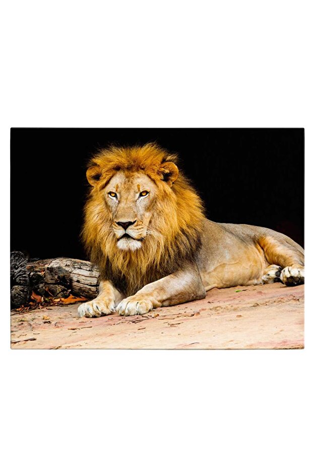 Resting lion painting, code 3248 - 2