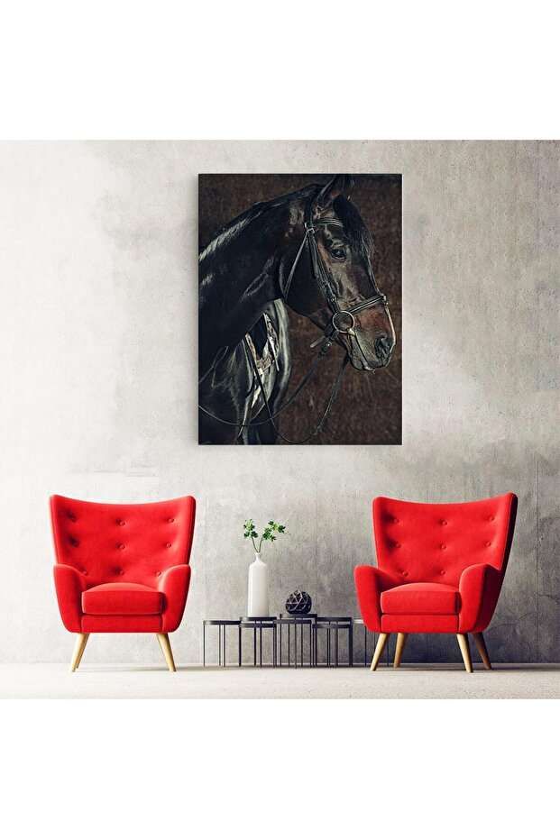 cal negru, cod 3053 - 4