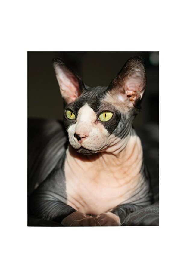 Sphynx cat painting, code 4246 - 2