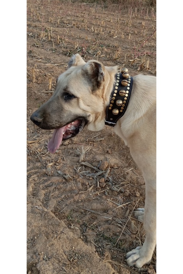 10 Bell Kangal Dog Collar Genuine Buffalo Leather 1St Grade Classroom