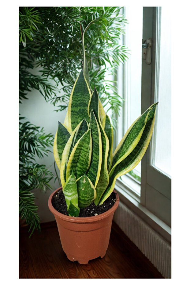 sanseveria-kılıç çiçegi