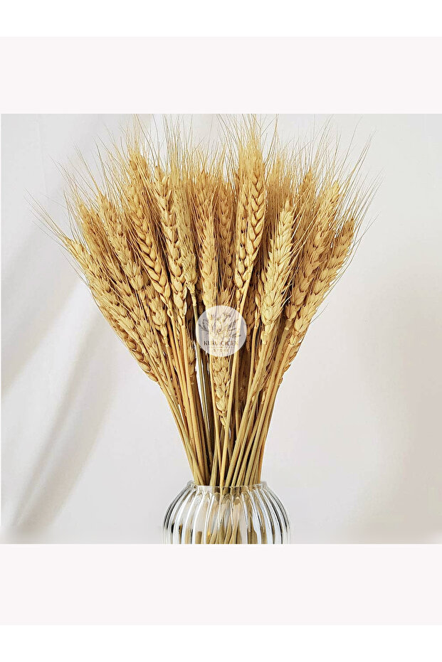 Uzun Kılçık Doğal Buğday Başak Demeti (30 Adet) - 1