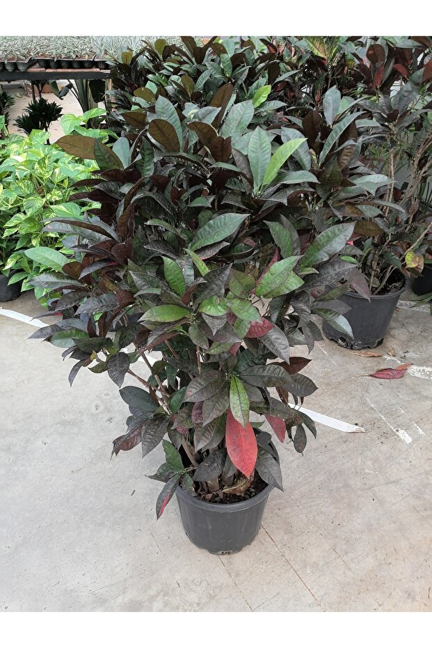 Kraton anaç 1 mt - 1