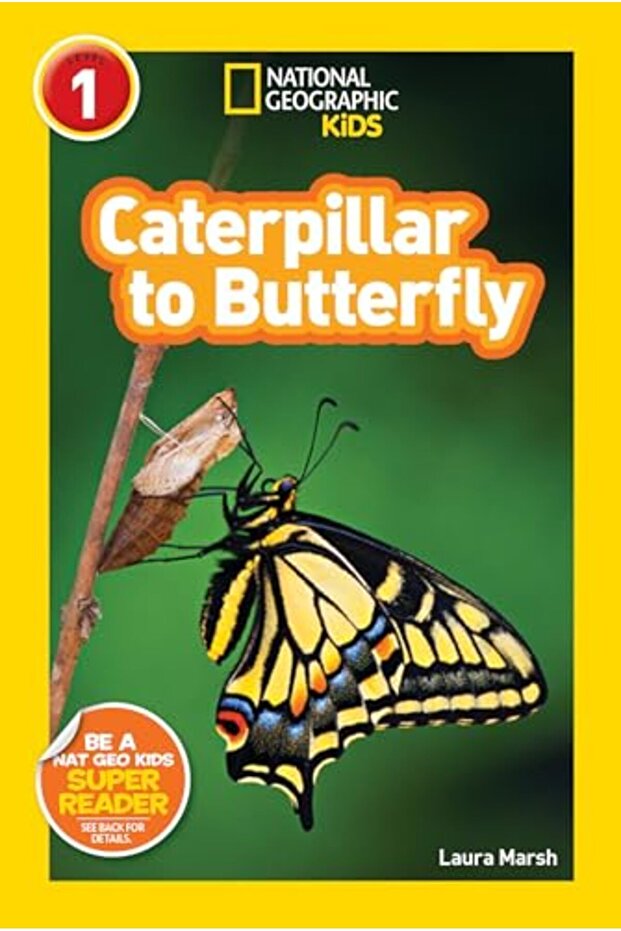 Caterpillar To Butterfly