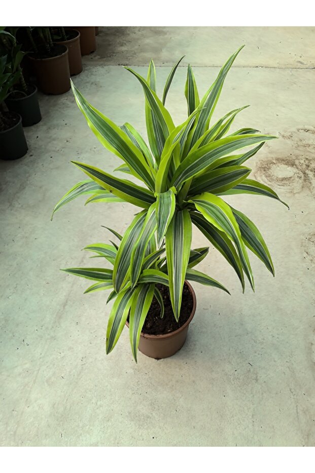 dracaena deremensis - 2