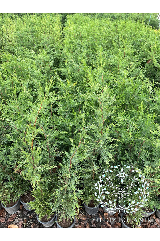 10 Adet Leylandi Çam Ağacı Fidanı Çit Bitkisi Cupressus Leylandi 80-100 CM - 3